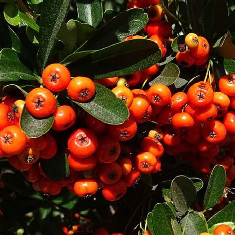 Ognik Szkar Atny Pyracantha Coccinea Sadowniczy Pl