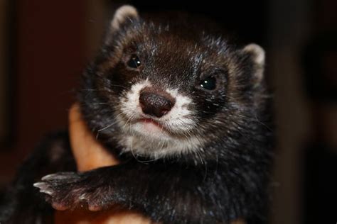 Ferret Colors and Patterns – Holistic Ferret Forum