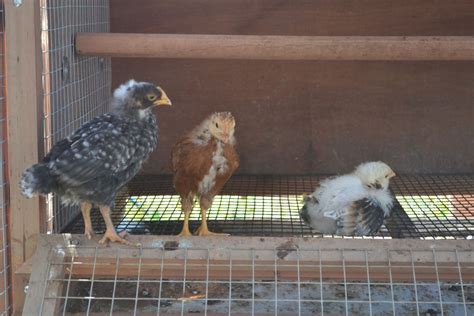 Meyer Chicks - Gender? | BackYard Chickens - Learn How to Raise Chickens