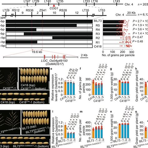 Map Based Cloning And Gene Function Identification Of Cog1 Acog1 Was