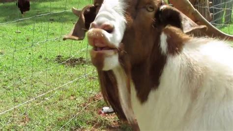 Goat Makes a Funny Face - YouTube