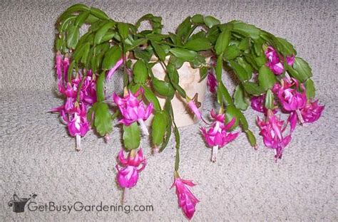 Holiday Cactus Care And Tips For Growing Schlumbergera Plants