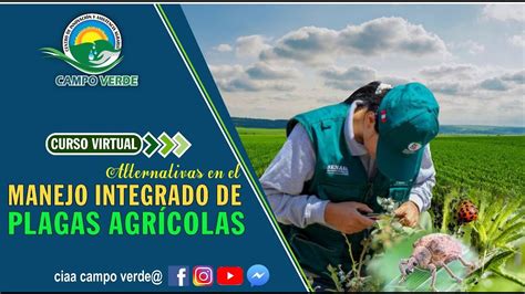 Manejo Integrado De Plagas Agrícolas Agrícolas Youtube