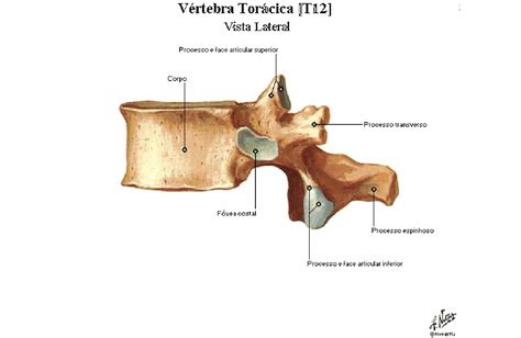 V Rtebras Tor Cicas Anatomia Papel E Caneta