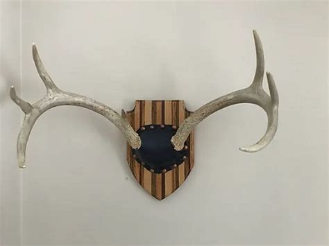 9 Cool DIY Deer Antler Mount Ideas ⋆ Bright Stuffs