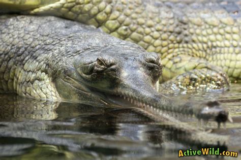 Gharial Facts For Kids & Adults: Pictures, Information & Video