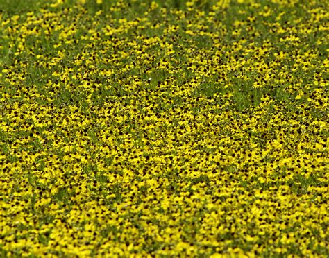 Black Eyed Susan Wildflowers Wildflowers At Wichita Mounta Flickr