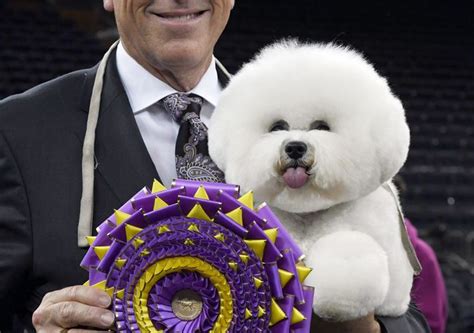 2018 Westminster Dog Show Best in Show Winner