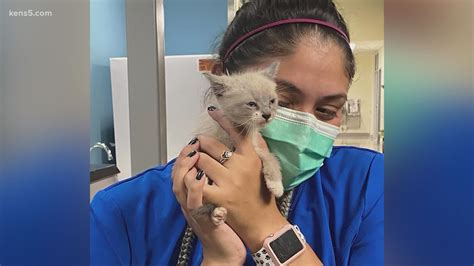 Dozens Of Animals Rescued From Hurricane Ida Now Sheltered In San