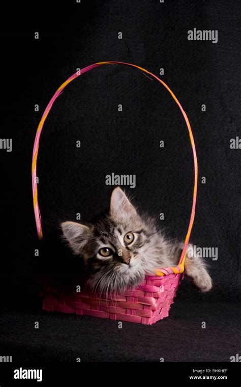 Cat in basket Stock Photo - Alamy