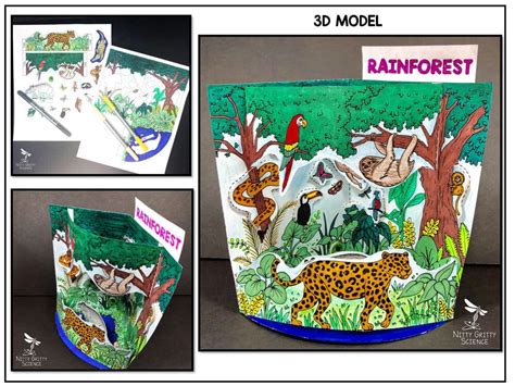 Rainforest Biome Model – 3D Model – Biome Project | Nitty Gritty Science