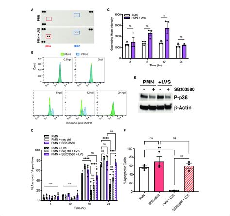| Infected neutrophil survival requires p38 MAPK activity. (A) Dot blot ... 