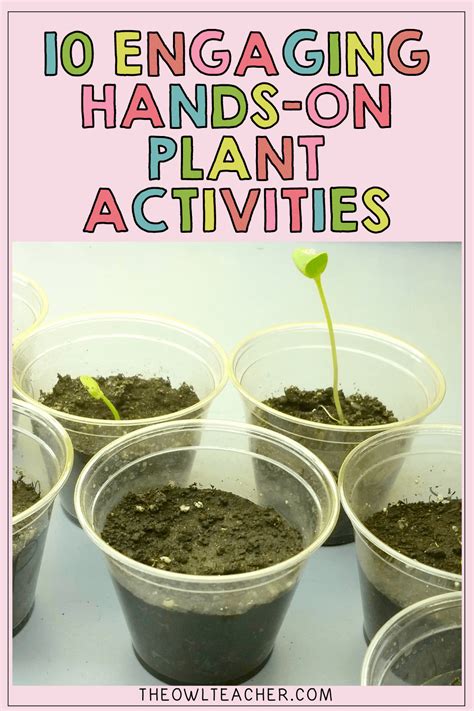 10 Hands-On Plant Activities - The Owl Teacher