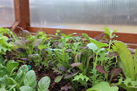 How To Grow Salad Greens Year Round The Beginners Garden