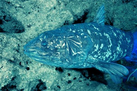 Coelacanth Reveals Secrets of Vertebrate Skull Evolution | Biology ...