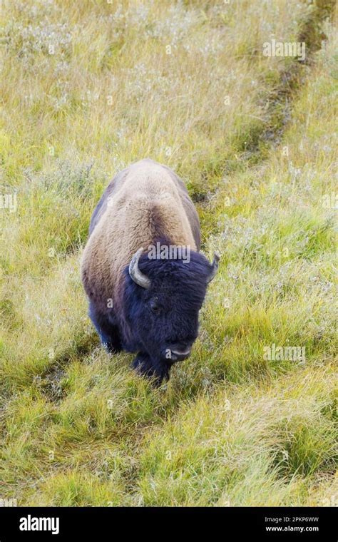 North American Bison Bison Bison Adult Male Following Trail Through