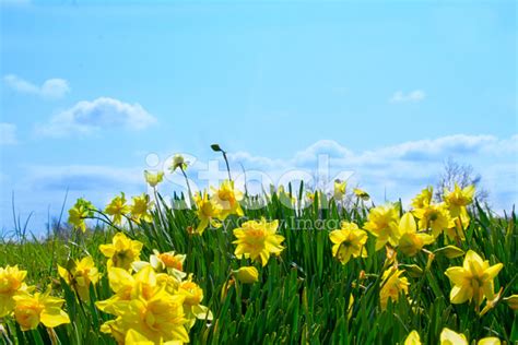 Daffodils Against Blue Sky With Clouds Stock Photo Royalty Free