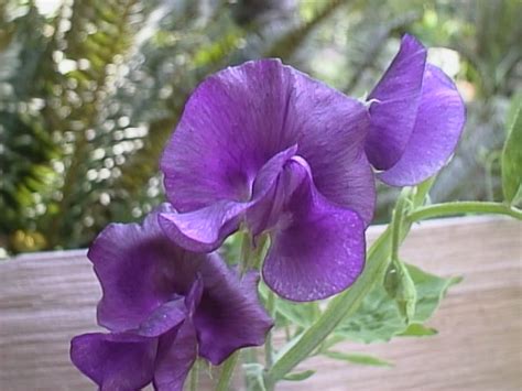 Sweet Peas How To Grow And Care For Sweet Pea Plants Garden Helper Gardening Questions And