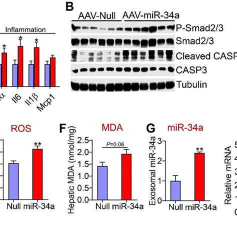 Hepatocyte MiR 34a Induced Kupffer Cell Activation And Hepatic