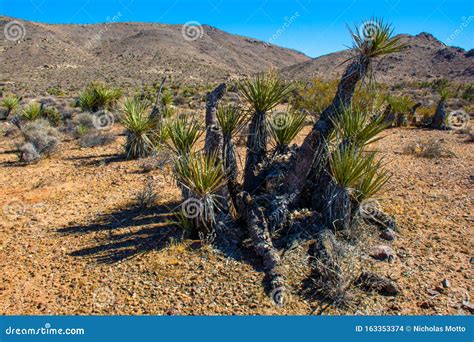 Mojave Desert Regenerating Post Drought Stock Photo - Image of autumn ...