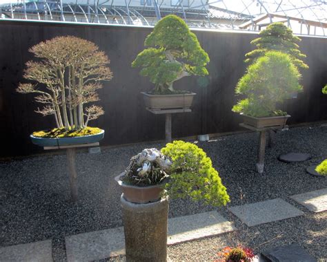 Bonsai garden design - Bonsai Empire