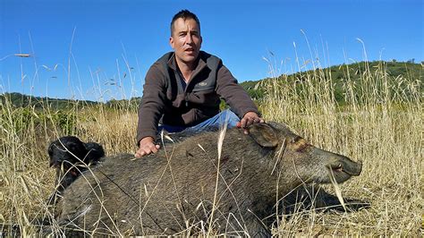 Caza Un Jabal De M S De Kilos Que Estaba Destrozando Una Siembra