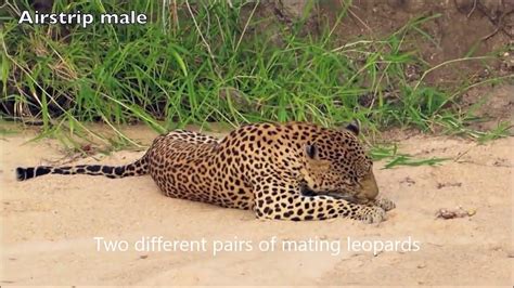 Mating Leopards With Different Sex Position Dailymotion Video