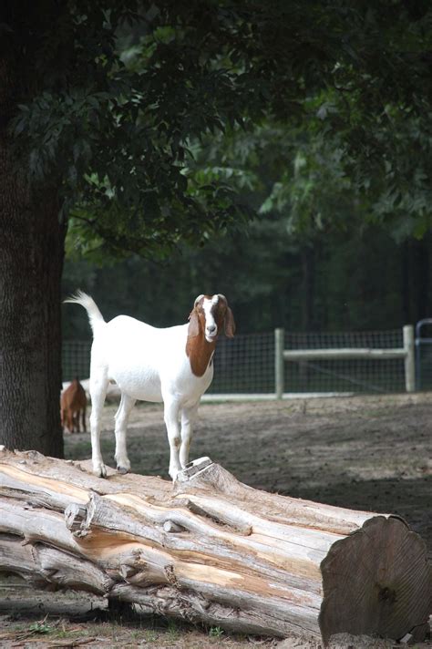 wild animal safari alabama 7