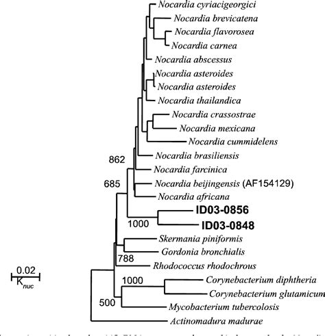 Figure 1 from DIVERSITY OF ACTINOMYCETES FROM EKA KARYA BOTANICAL ...