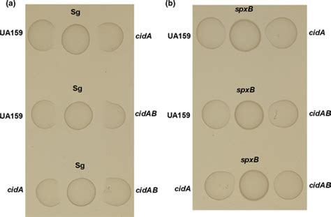 Genomic Instability Of Tnsmu2 Contributes To Streptococcus Mutans