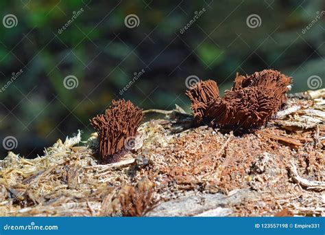 stemonitis splendens slime mold stock photography cartoondealercom