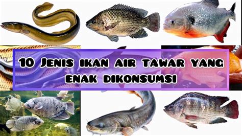 10 JENIS IKAN AIR TAWAR Yang Nikmat Dikonsumsi YouTube