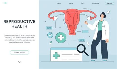 Free Human Female Reproductive System Clipart Images Freeimages