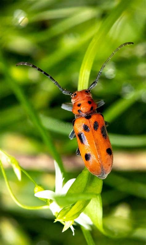 Escarabajo De Orujo Rojo Parado En Una Hoja Verde Foto De Archivo