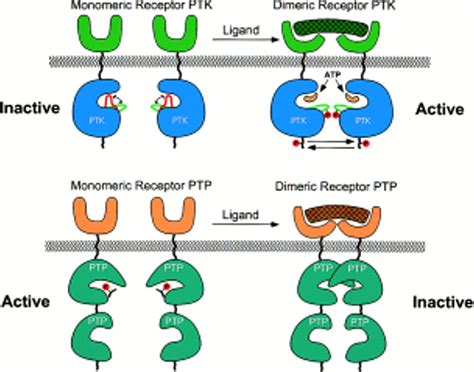 Switching Signals On Or Off By Receptor Dimerization Cell