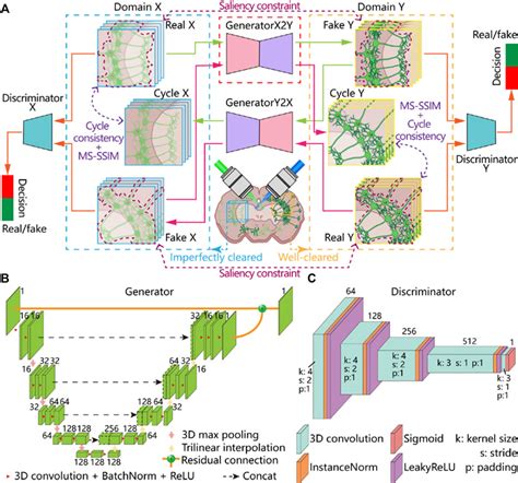 Frontiers Three Dimensional Virtual Optical Clearing With Cycle