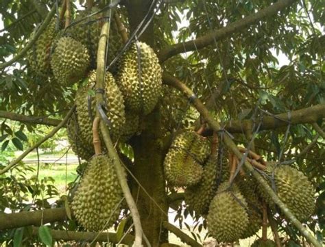 Menanam Pohon Durian Di Pekarangan Rumah Membuka Potensi Ekonomi Yang