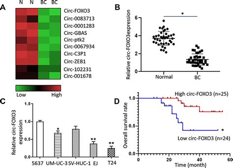 Circular Rna Foxo Suppresses Bladder Cancer Progression And Metastasi