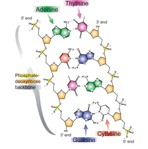 Dna And Rna ‹ Opencurriculum