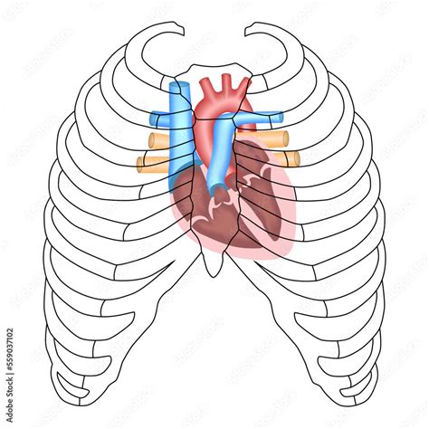 Vettoriale Stock Human Heart Cardiac Anatomy Projection Of The