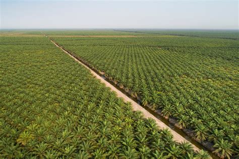 Indonesias Palm Oil Plantations On Path To Reforestation The Ethicalist