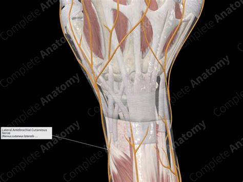 Lateral Antebrachial Cutaneous Nerve Complete Anatomy