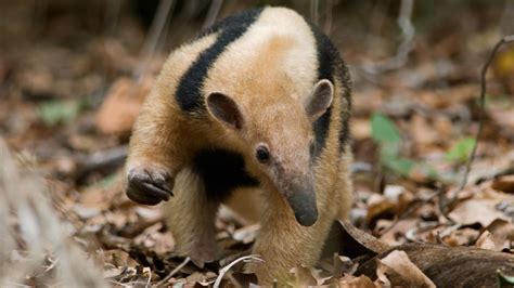 Zoo anteater exposed people to rabies in first-of-its-kind case | Live ...