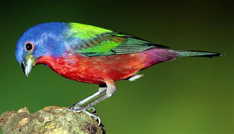 Painted Bunting Passerina Ciris Photograph By Millard H Sharp Pixels