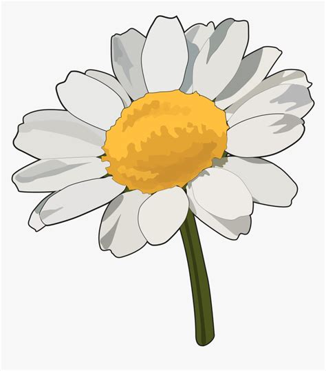 Margarita Flor Dibujo Png Transparent Png Transparent Png Image