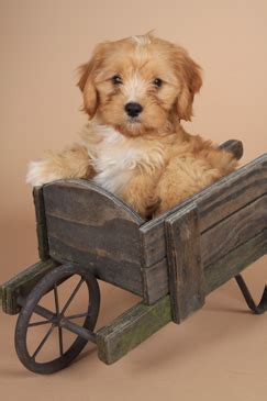 Cavapoo Portraits - Pg 1