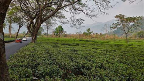 Head over to Darjeeling's enchanting tea garden escapes