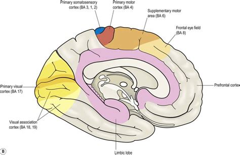 Mri Paracentral Lobule