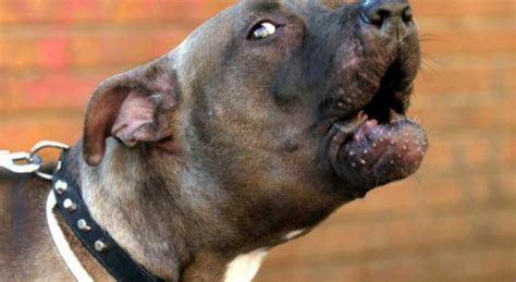 Orrore Nel Foggiano Enne Sbranato E Ucciso Da Due Pitbull Ferito