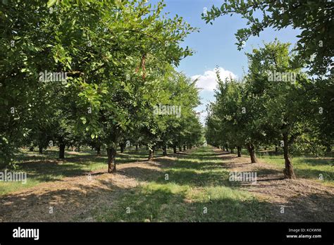 Los Huertos El Cultivo De Las Ciruelas Pasas De Agen Ciruelas